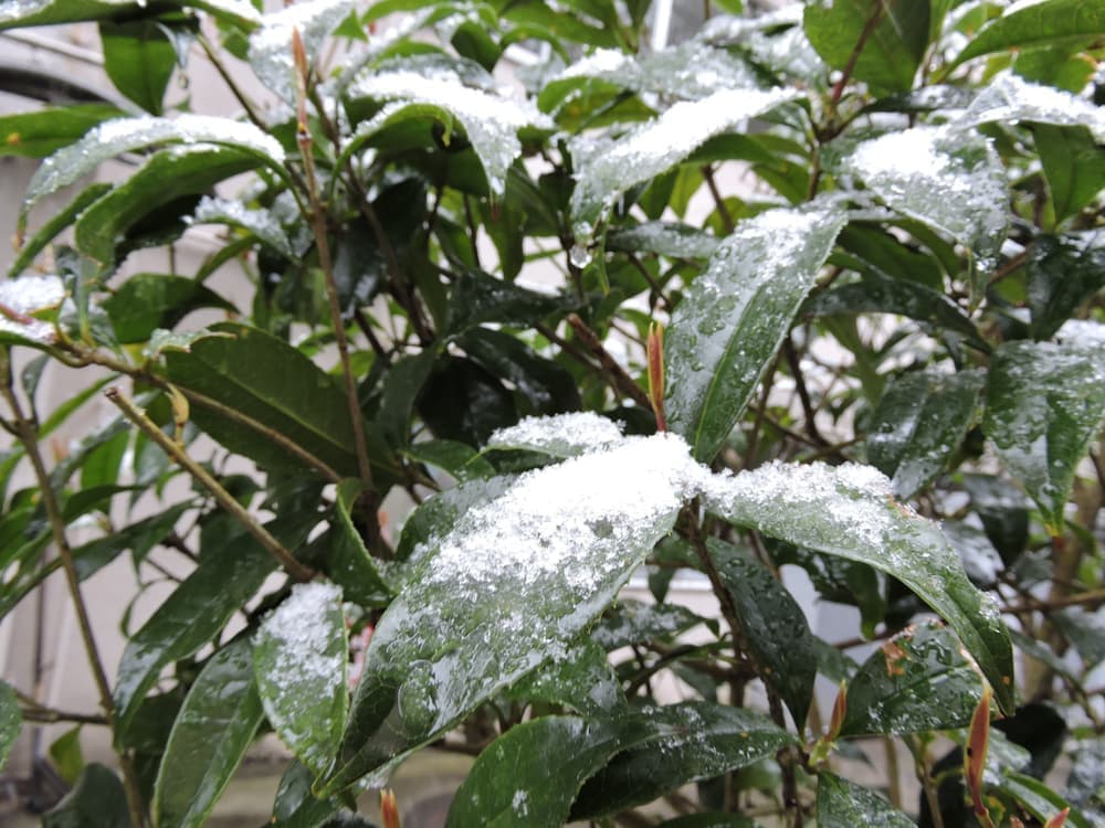 dscn2921.jpg